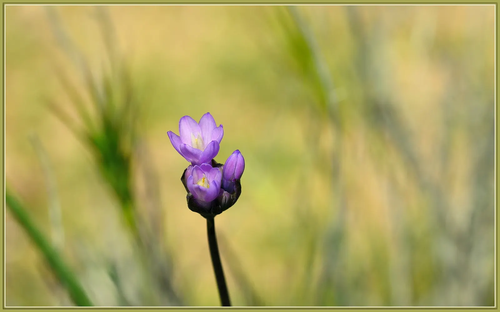 Blue Dicks (Dichelostemma Capitatum) — typically blooming from the early spring months through to early summer