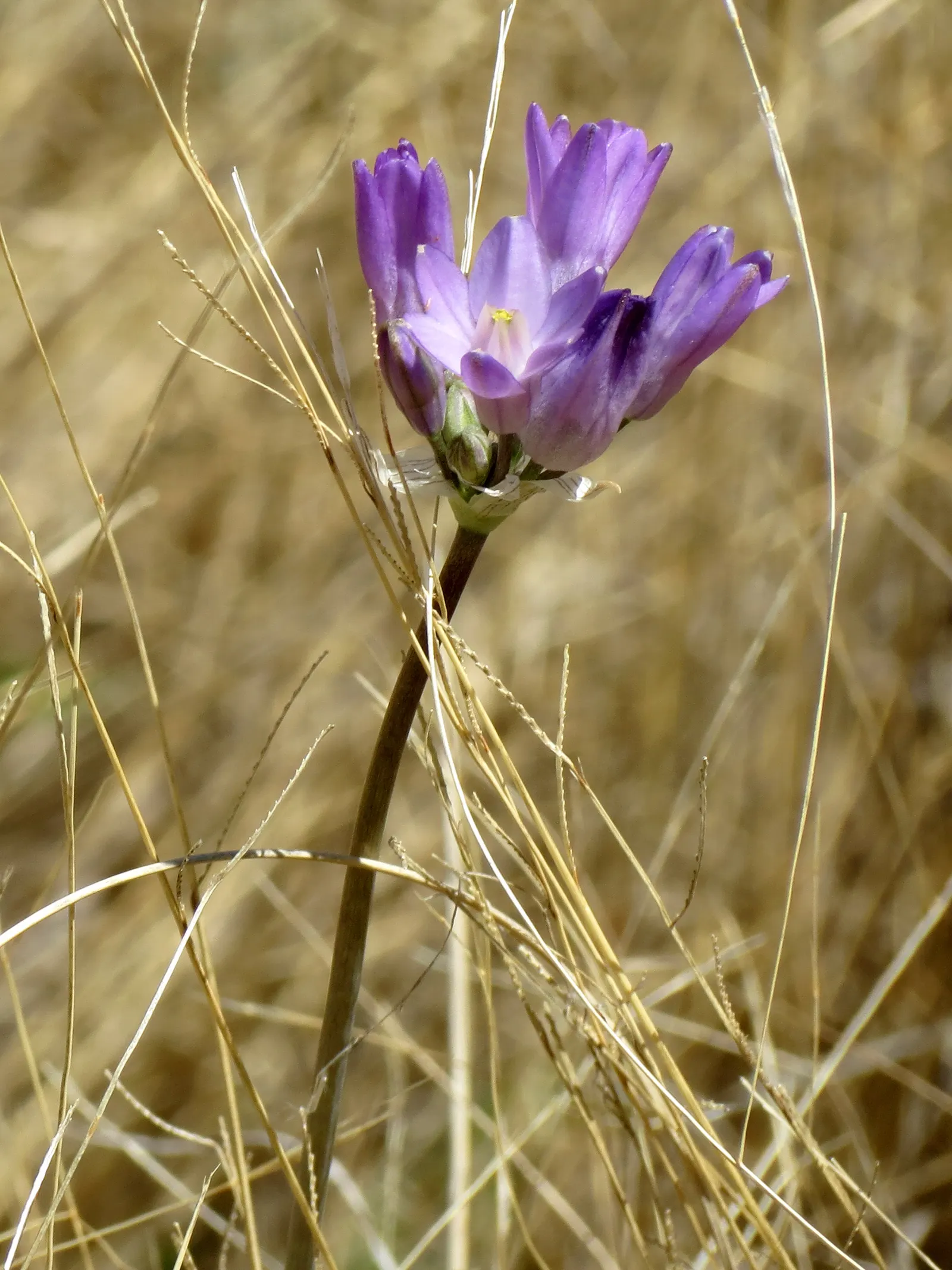 Blue Dicks (Dichelostemma Capitatum) — These flower clusters rise up to 3 feet on leafless stems each spring