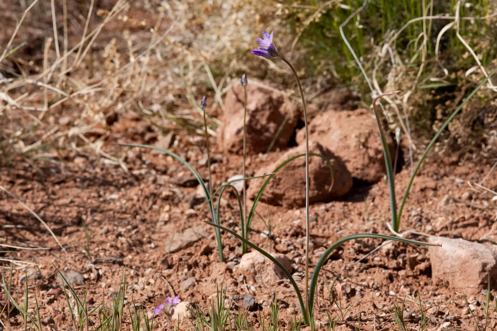 Blue Dicks (Dichelostemma Capitatum) — blue and lavender and purple flowers in the garden; adding both ecological value and vibrant color to any garden