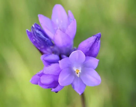Blue Dicks (Dichelostemma Capitatum) — though they often begin to wither away by the time the plant reaches its full blooming glory; particularly, image 61