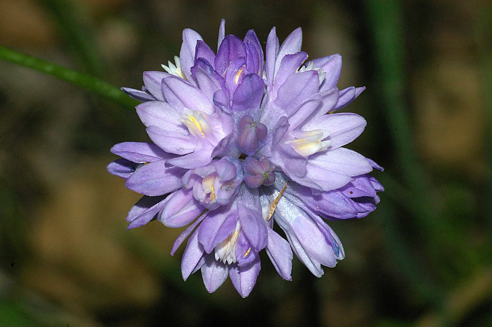 Blue Dicks (Dichelostemma Capitatum) — With minimal water requirements, they're excellent for xeriscapes; these flower clusters rise up to 3 feet on leafless
