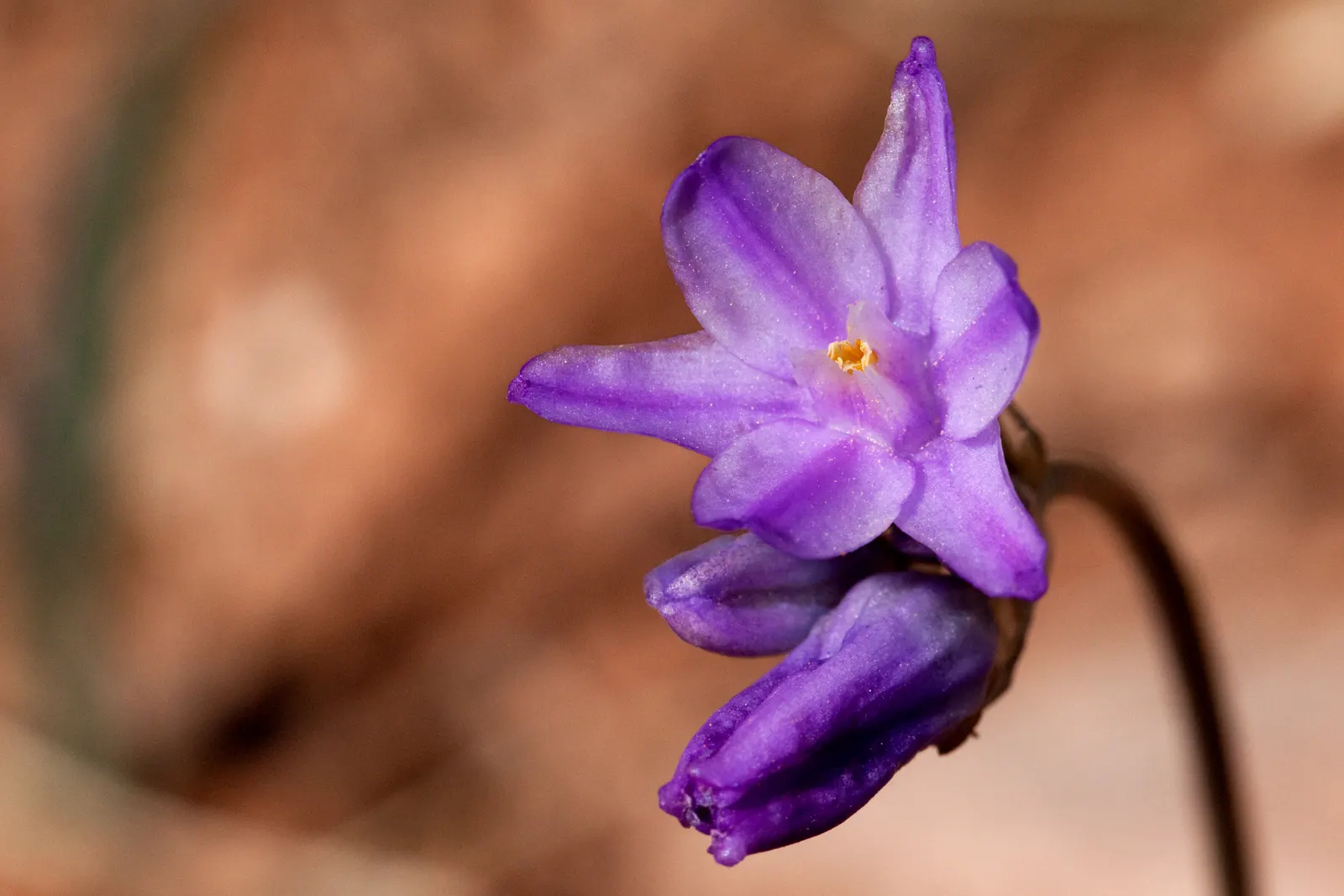 Blue Dicks (Dichelostemma Capitatum) — commonly known as Blue Dicks or Wild Hyacinth; bulb for full, image 53
