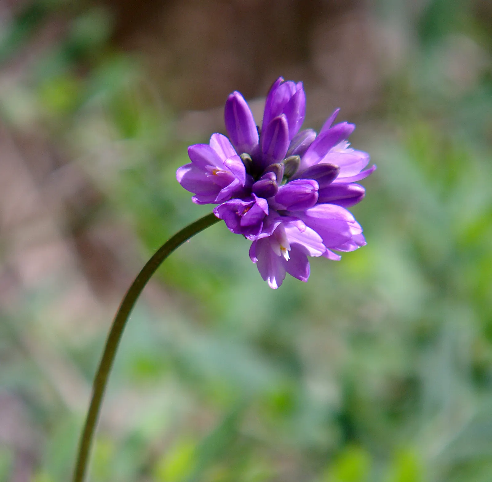 Blue Dicks (Dichelostemma Capitatum) — Dichelostemma capitatum, commonly known as Blue Dicks, is a perennial herb boasting lavender-blue blossoms, image 47