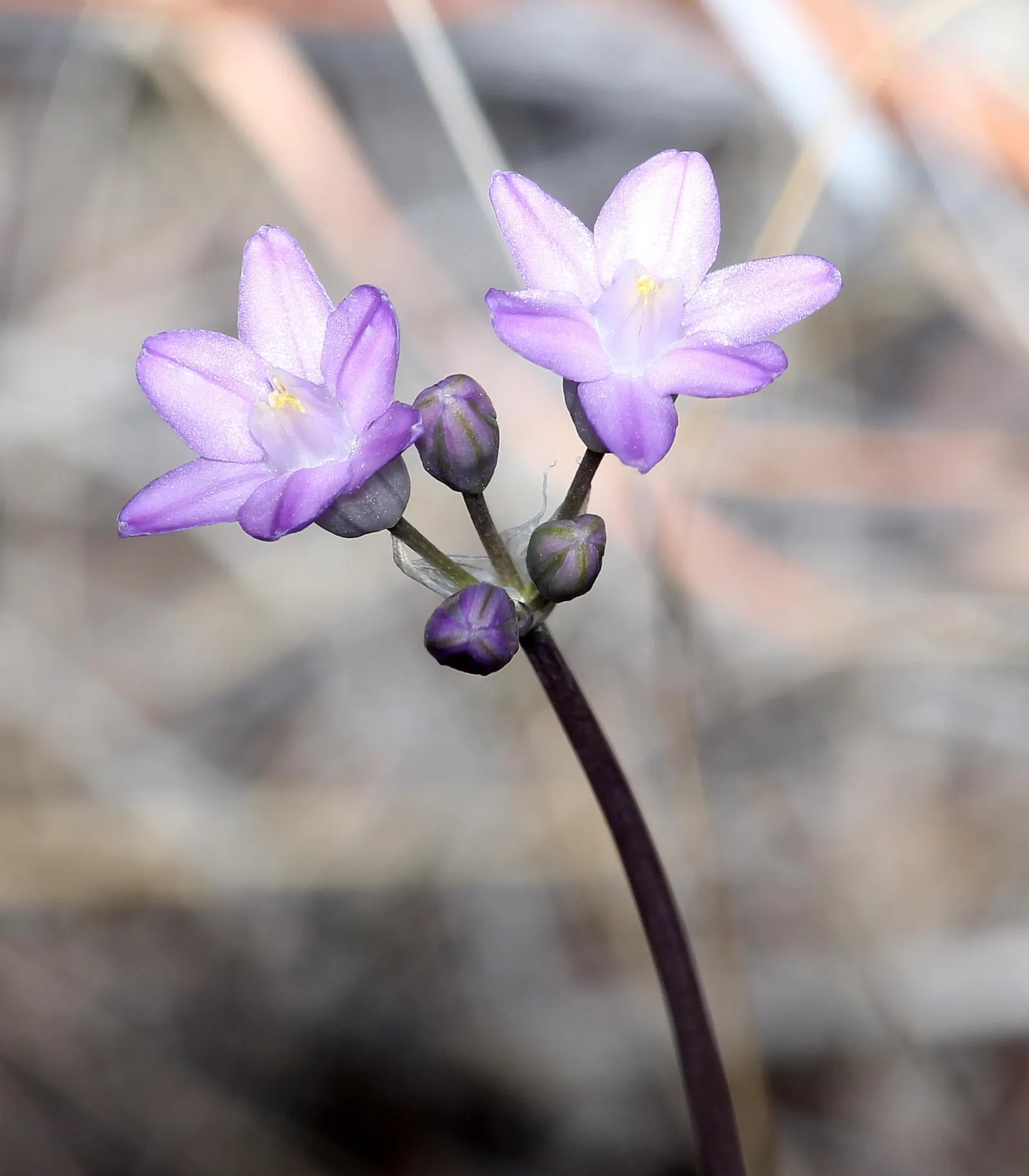 Blue Dicks (Dichelostemma Capitatum) — Hardy bulbs thrive in USDA zones 6-9, preferring full sun or light shade; blue Dicks is known for attracting, image 49