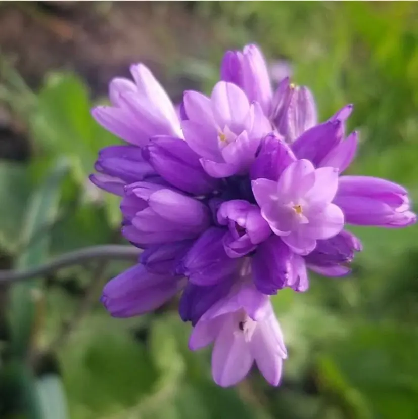 Blue Dicks (Dichelostemma Capitatum) — commonly known as Blue Dicks or Wild Hyacinth; bulb for full