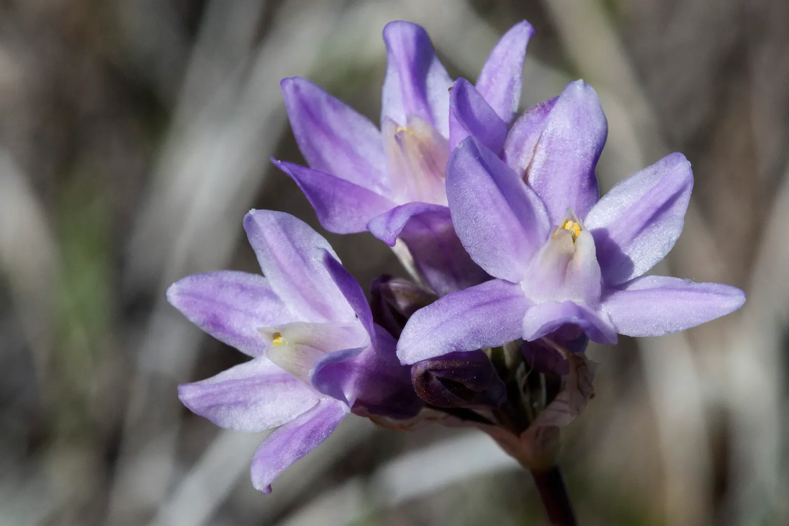 Blue Dicks (Dichelostemma Capitatum) — this low-maintenance plant will provide years of vibrant color and natural charm to any outdoor space