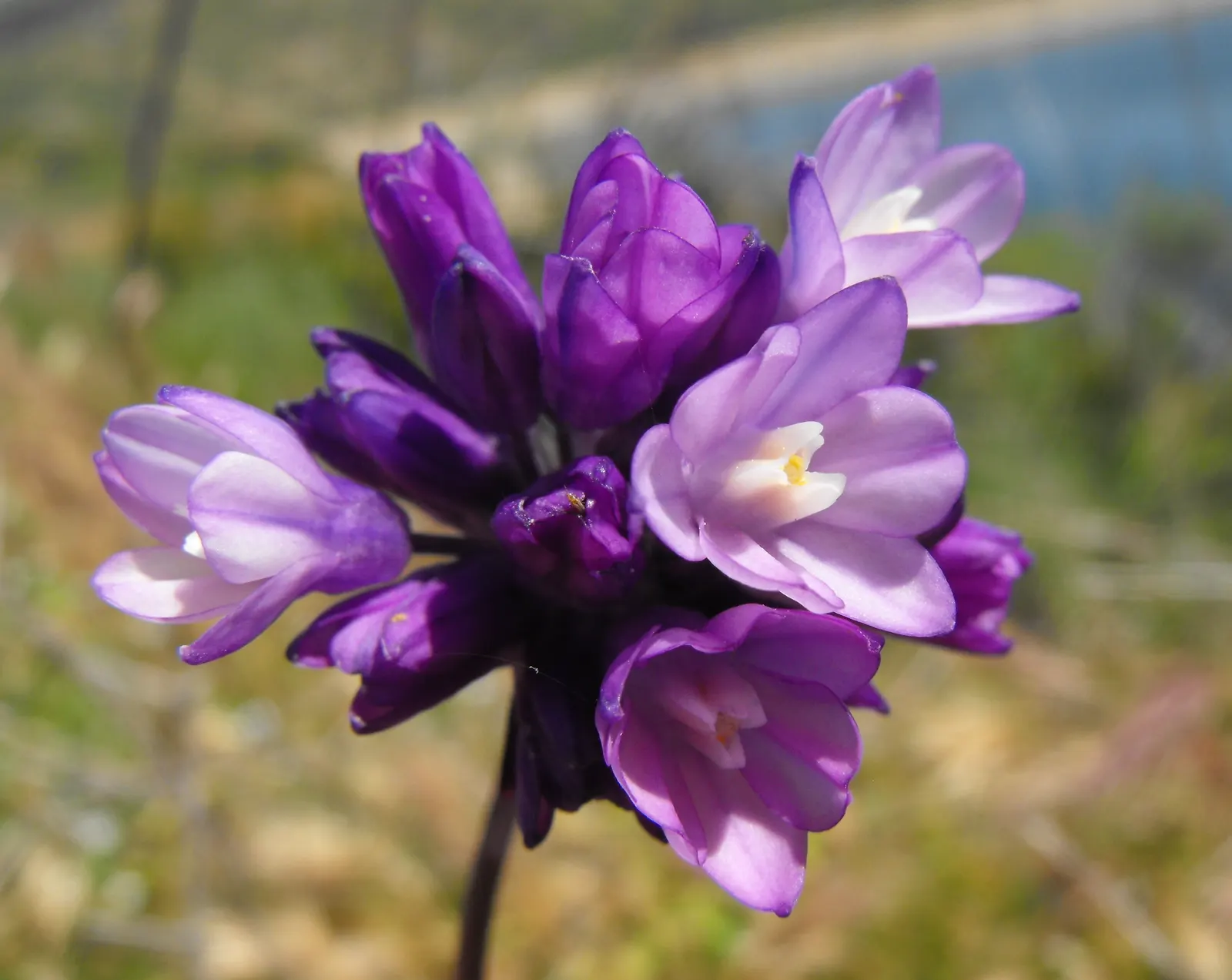 Blue Dicks (Dichelostemma Capitatum) — Blue Dicks is known for attracting pollinators such as bees and butterflies; is a perennial bulbiferous, image 64