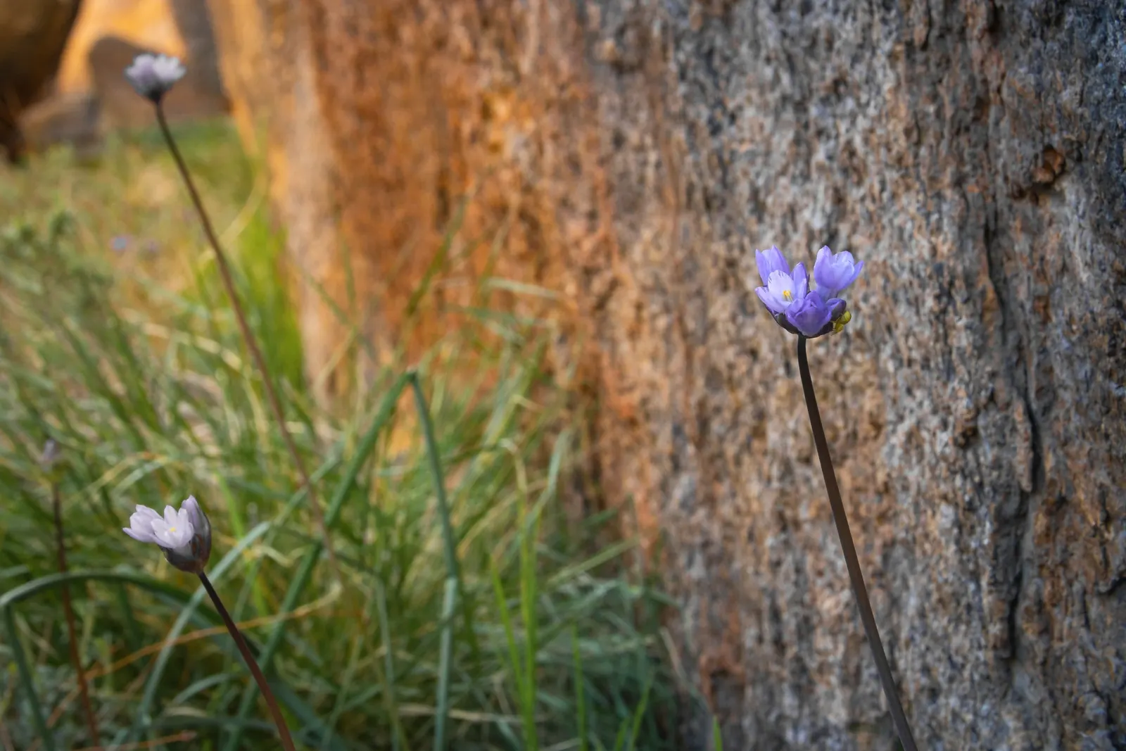 Blue Dicks (Dichelostemma Capitatum) — though they often begin to wither away by the time the plant reaches its full blooming glory; particularly found in