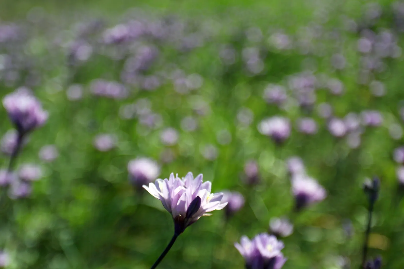 Blue Dicks (Dichelostemma Capitatum) — They are particularly striking when mixed with other drought-tolerant species; dichelostemma capitatum, commonly known