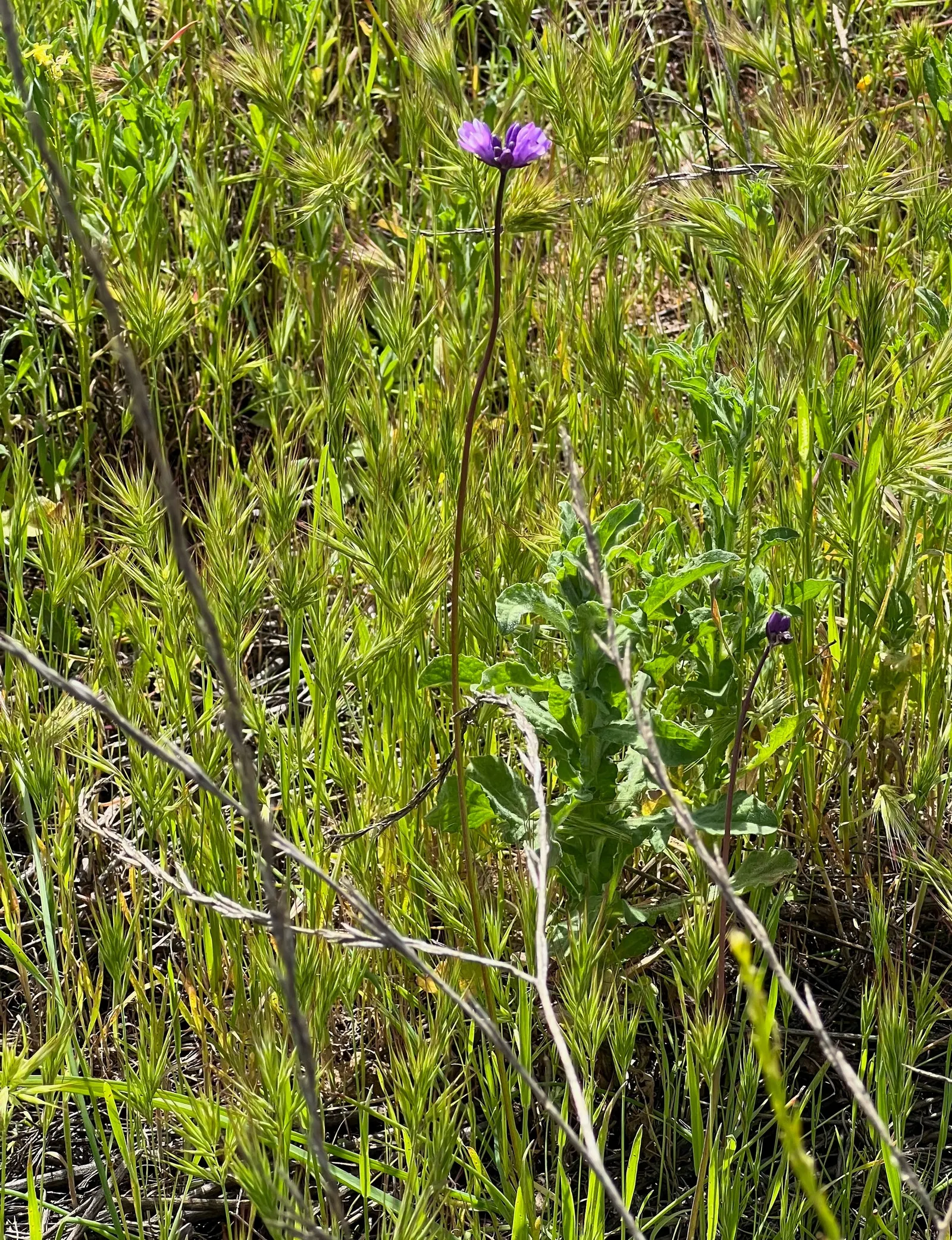 Blue Dicks (Dichelostemma Capitatum) — exhibits sturdy stems that can grow between 12 to 30 inches tall; attract bees and butterflies