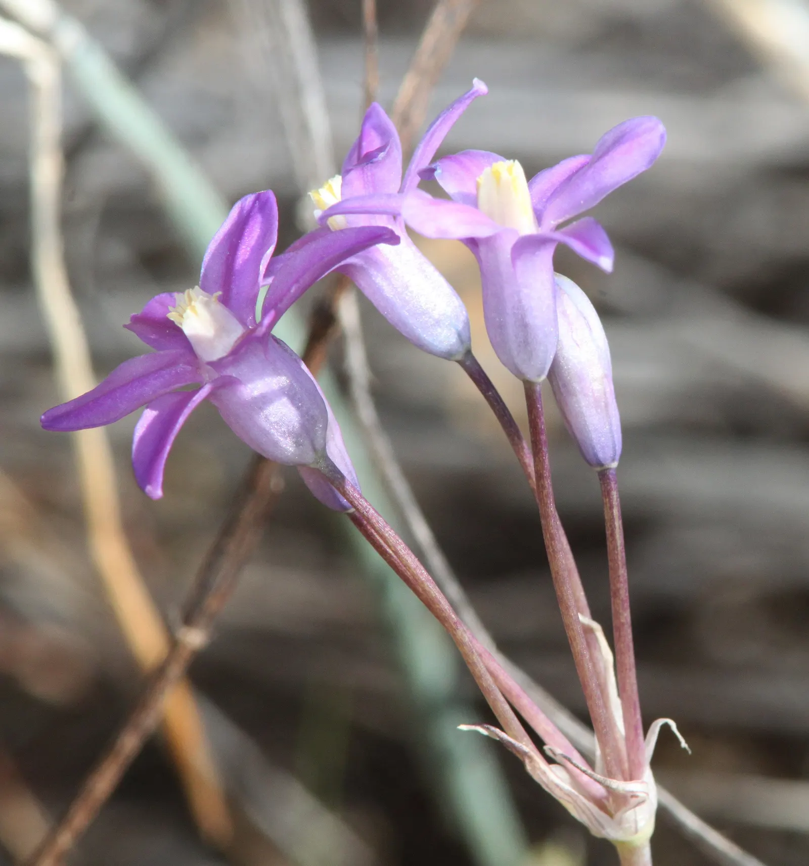Blue Dicks (Dichelostemma Capitatum) — Blue Dicks is known for attracting pollinators such as bees and butterflies; is a perennial bulbiferous plant that adds
