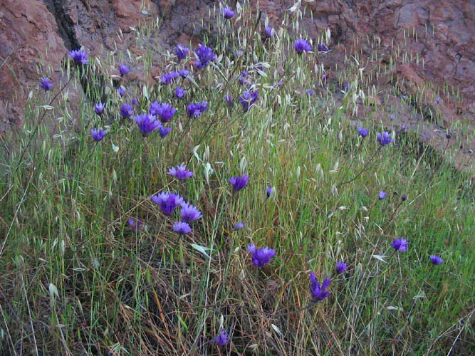Blue Dicks (Dichelostemma Capitatum) — With minimal water requirements, they're excellent for xeriscapes