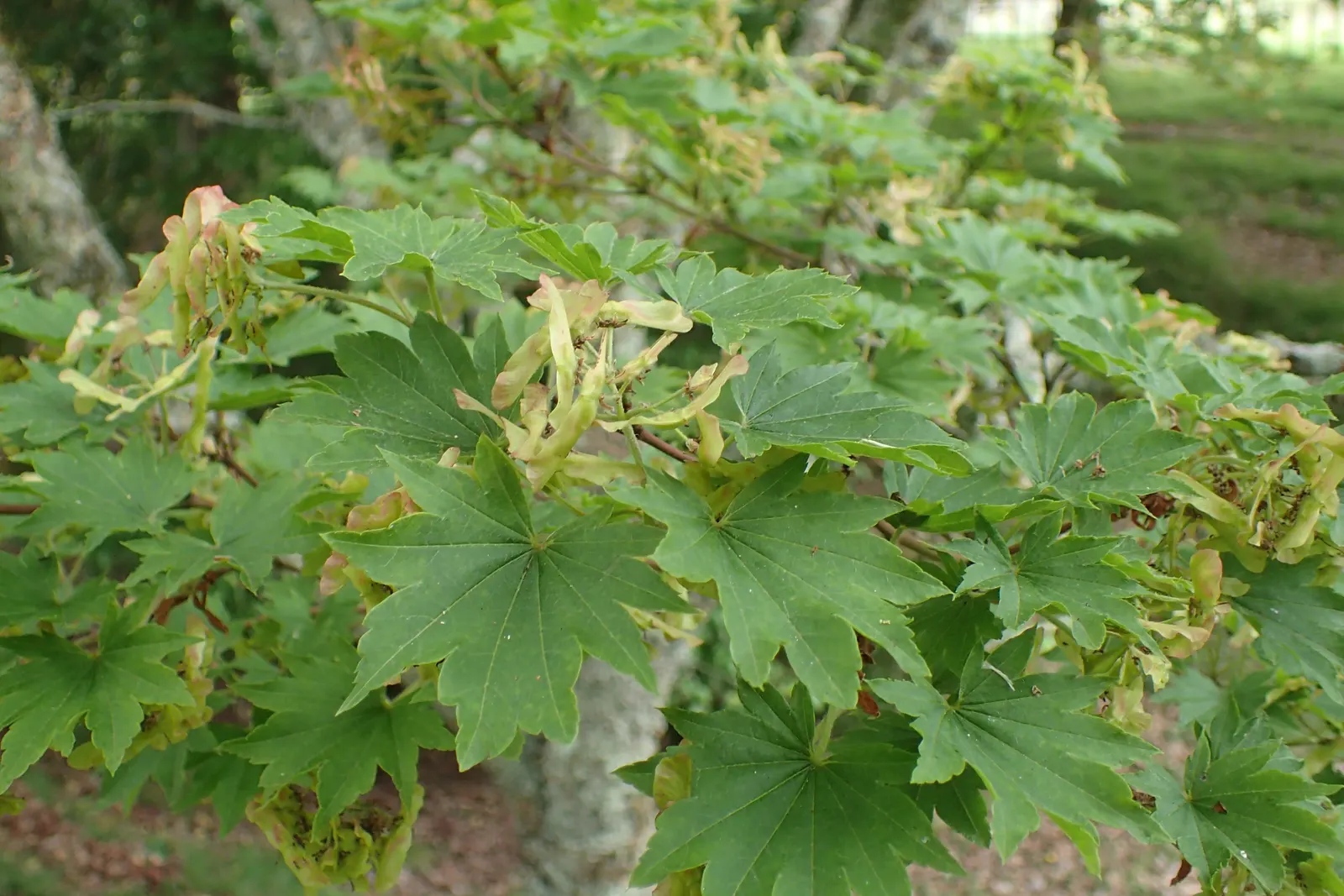 Siebolds Maple (Acer Sieboldianum) — inconspicuous spring flowers followed by winged samaras; is a small deciduous tree