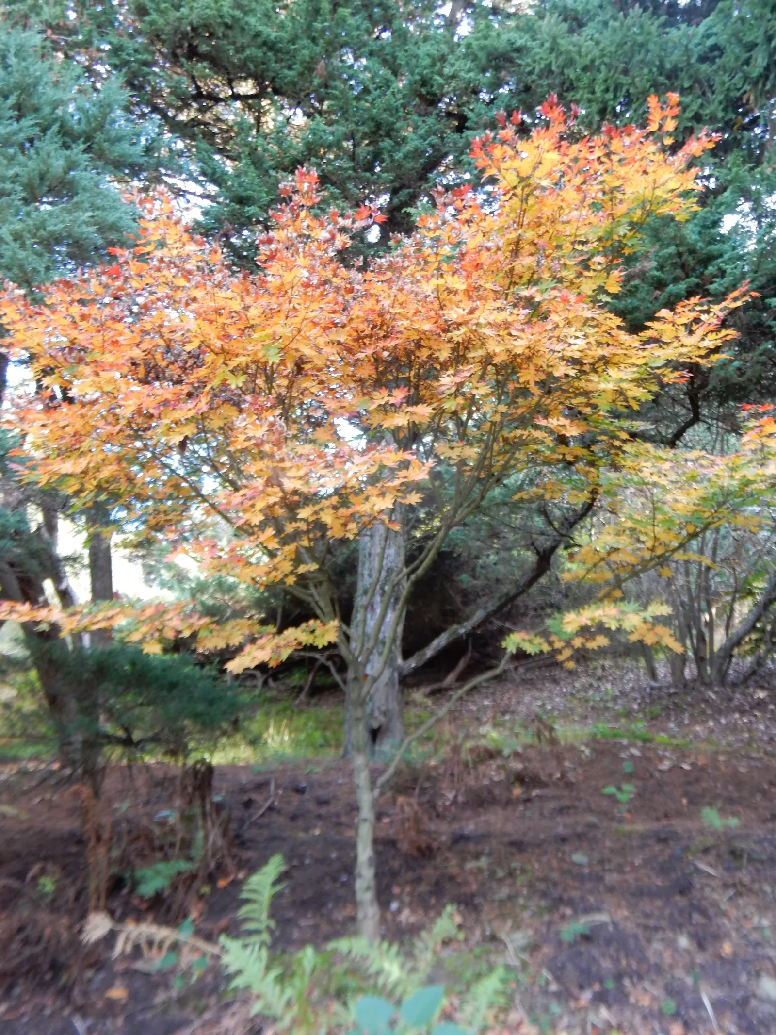Siebolds Maple (Acer Sieboldianum) — is a captivating deciduous tree that hails from Japan