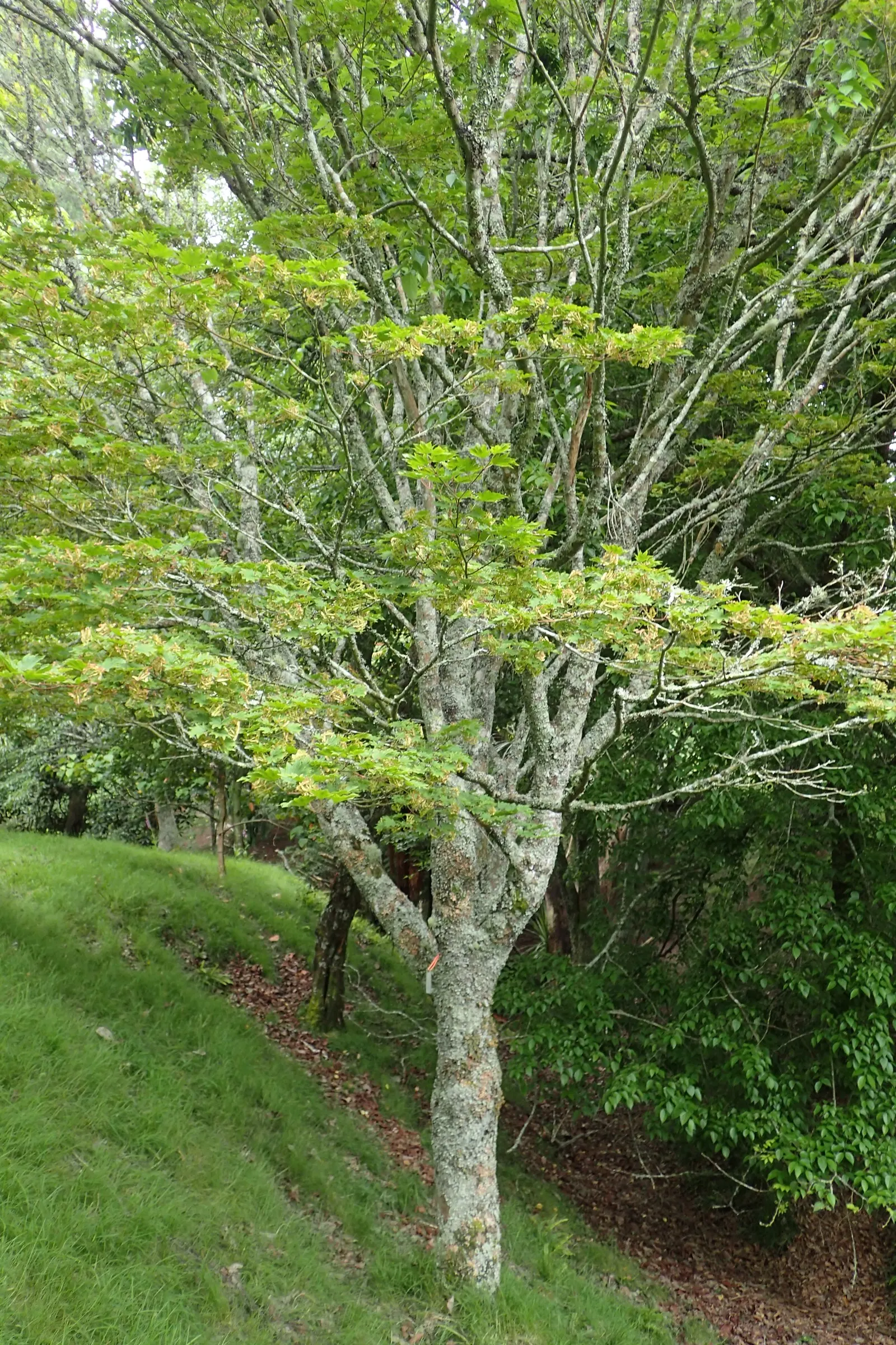 Siebolds Maple (Acer Sieboldianum) — reaching up to 20-30 feet in height with a 15-25 feet spread; with a spread of 10 to 15 feet