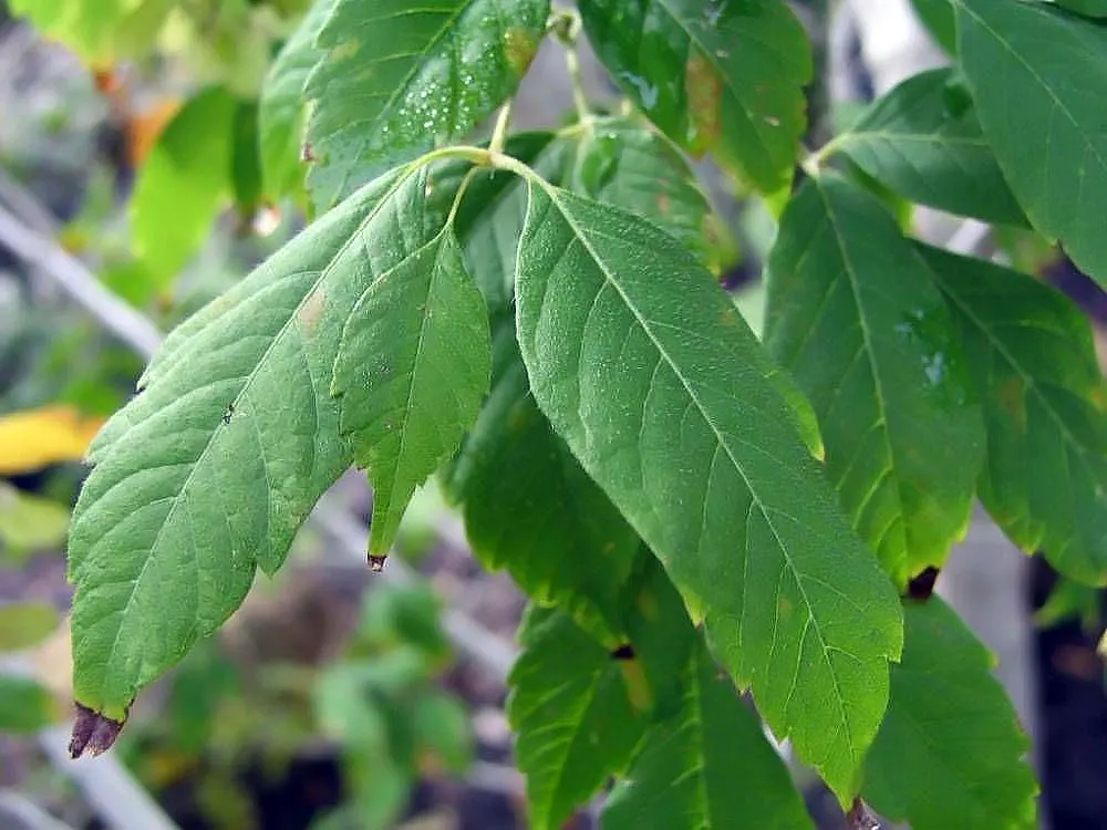 Siebolds Maple (Acer Sieboldianum) — Prefers well-drained soil and partial shade