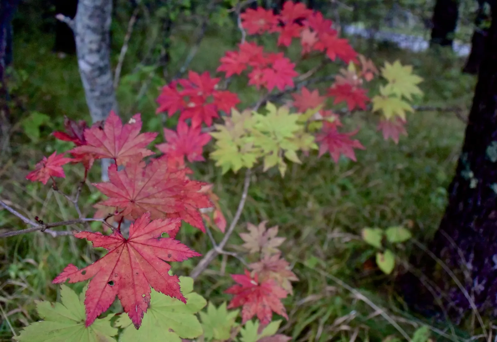 Siebolds Maple (Acer Sieboldianum) — this maple provides a stunning focal point or an understory addition to your landscape design; providing a dramatic