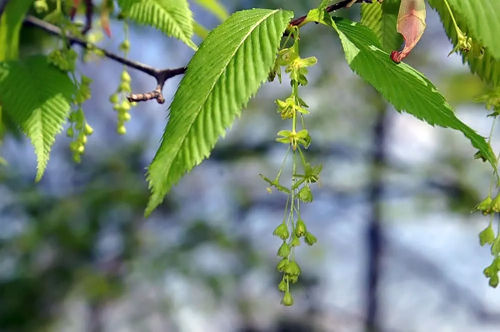 Siebolds Maple (Acer Sieboldianum) — providing a dramatic seasonal interest