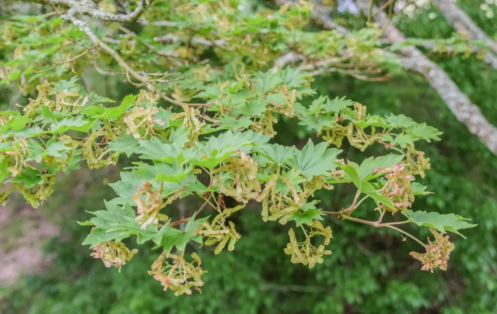 Siebolds Maple (Acer Sieboldianum) — with a spread of 10 to 15 feet