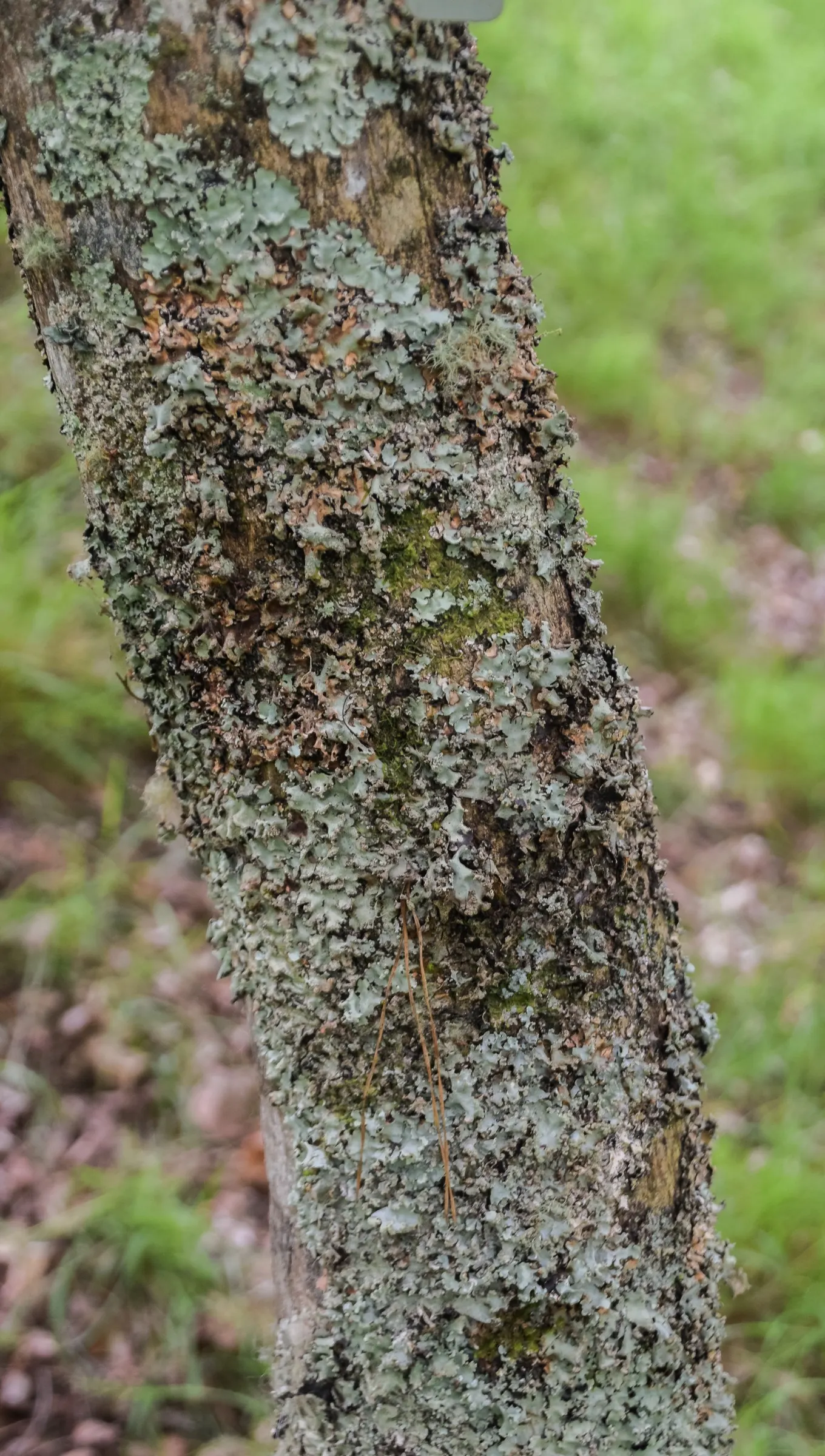 Siebolds Maple (Acer Sieboldianum) — shrub / tree for full or half or shade