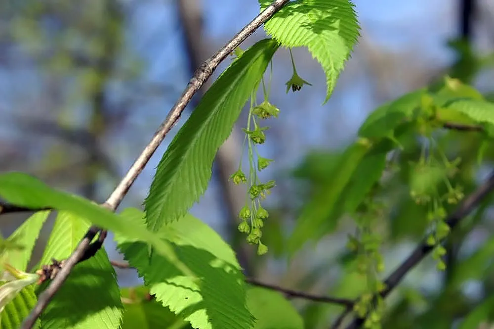 Siebolds Maple (Acer Sieboldianum) — showcasing a well-proportioned