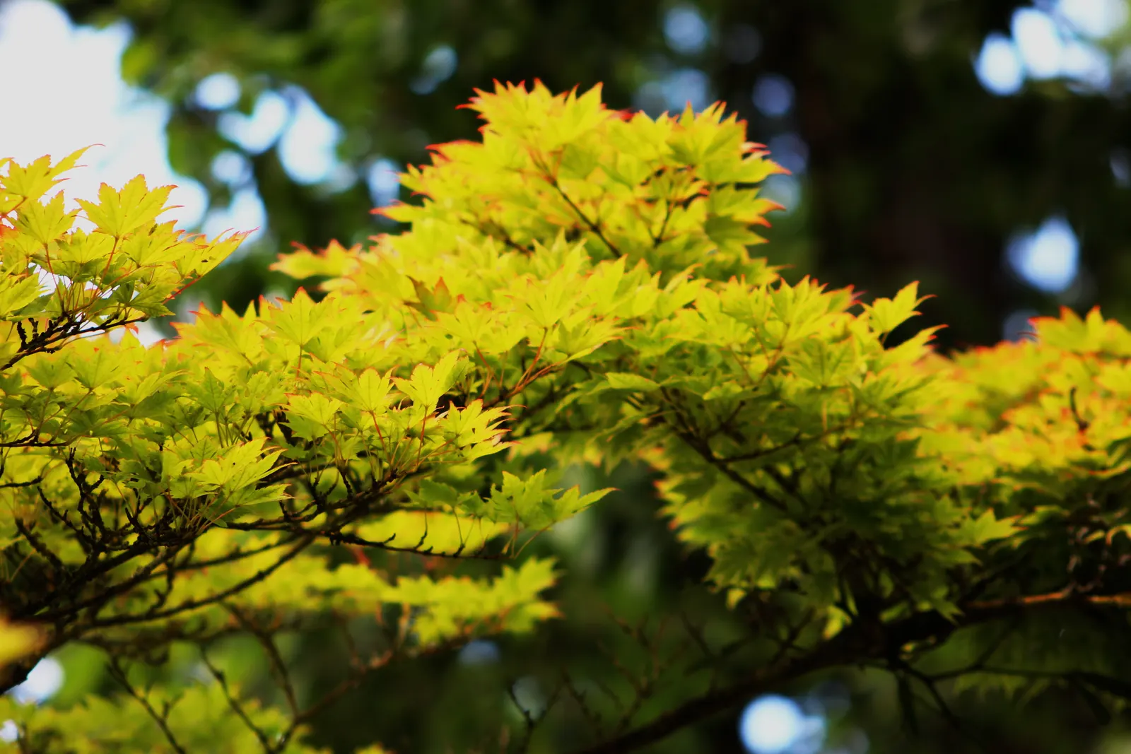 Siebolds Maple (Acer Sieboldianum) — subtle yellow-green flowers blossom before the foliage emerges