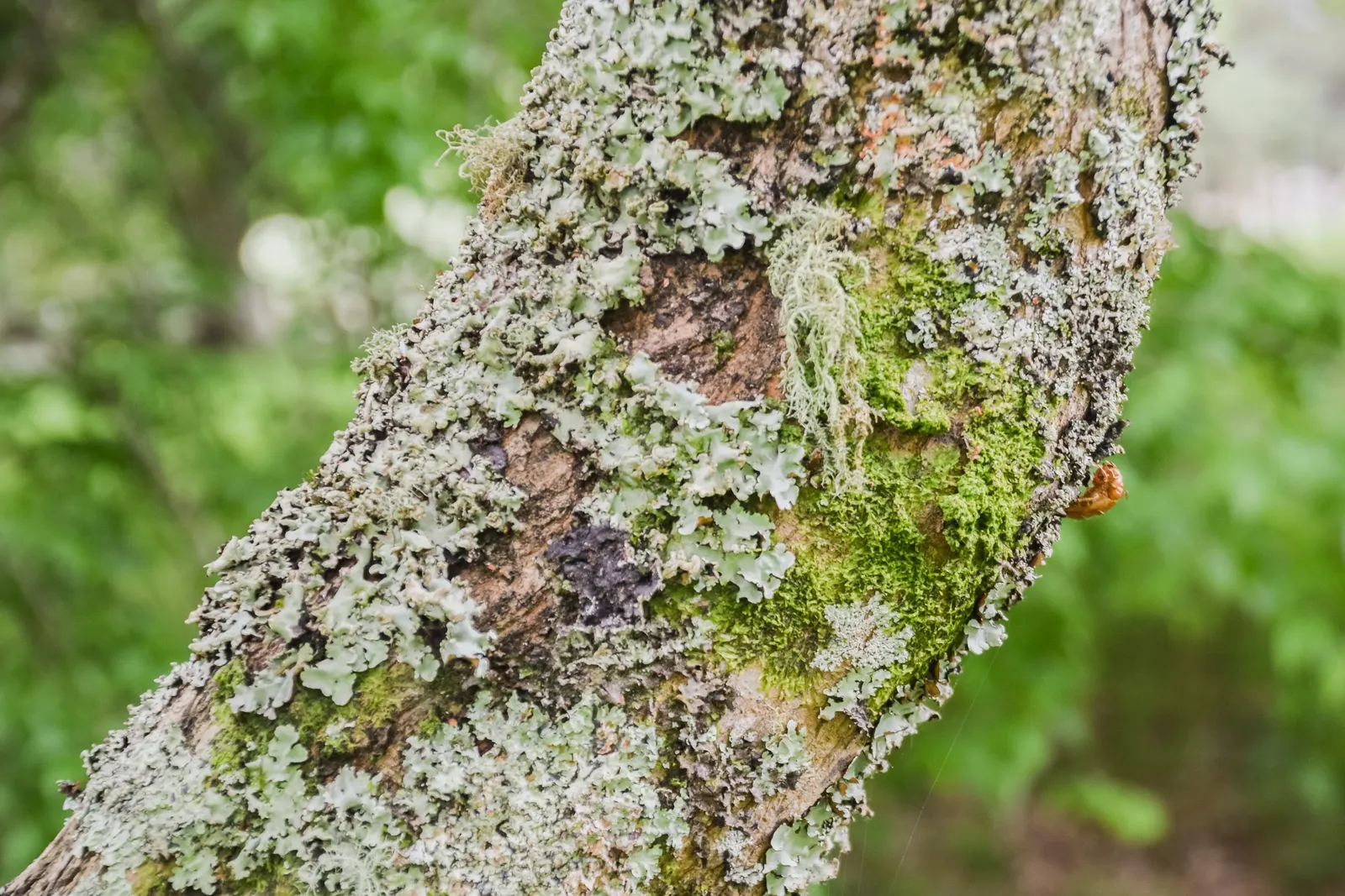 Siebolds Maple (Acer Sieboldianum) — Acer sieboldianum is adaptable to a range of soil conditions