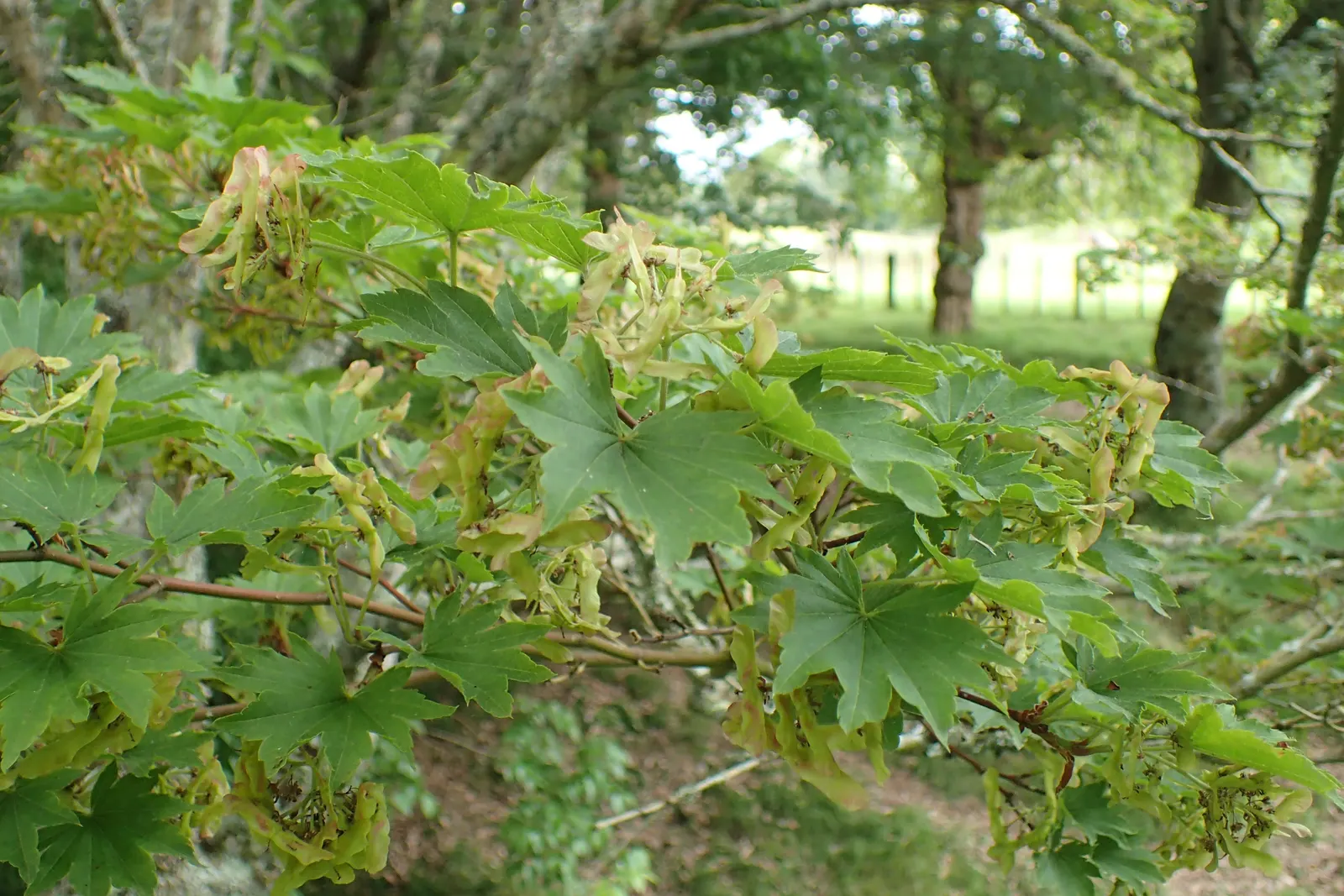 Siebolds Maple (Acer Sieboldianum) — commonly known as Siebold's Maple; siebold's Maple requires occasional pruning to maintain its shape and overall health