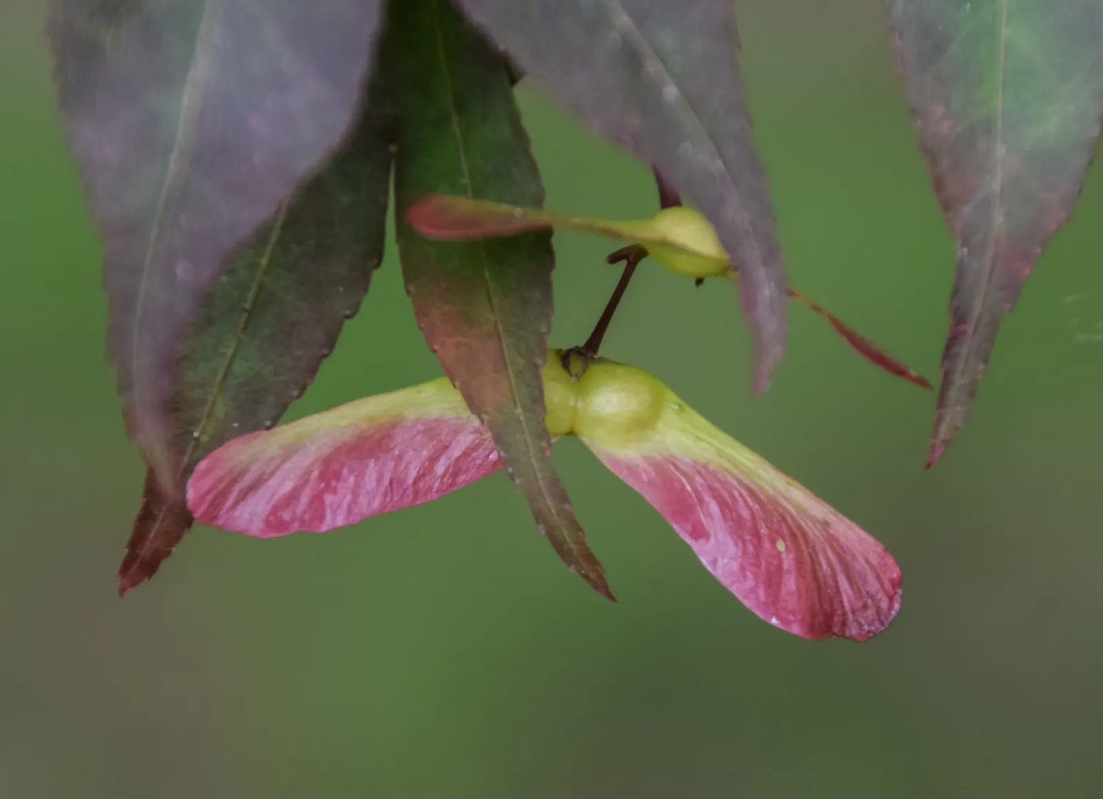Siebolds Maple (Acer Sieboldianum) — It boasts palmate leaves that turn vibrant shades of red and orange in fall
