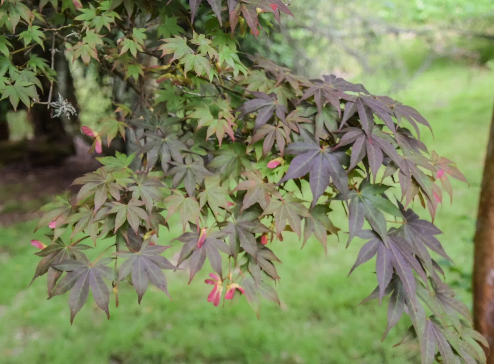 Siebolds Maple (Acer Sieboldianum) — this maple provides a stunning focal point or an understory addition to your landscape design