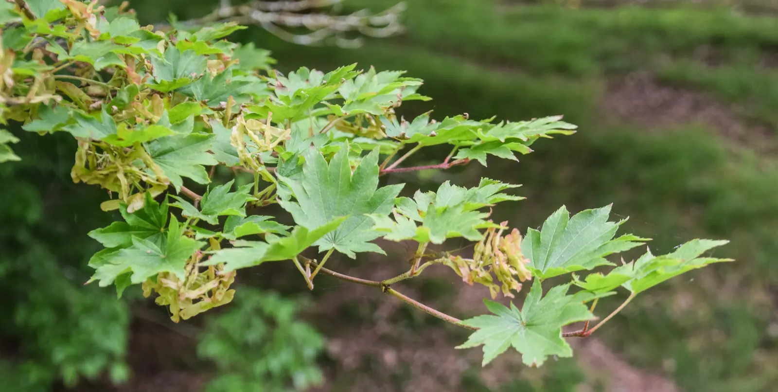Siebolds Maple (Acer Sieboldianum) — rounded canopy that suits both small and large gardens.<br><br>Renowned for its stunning fall color display
