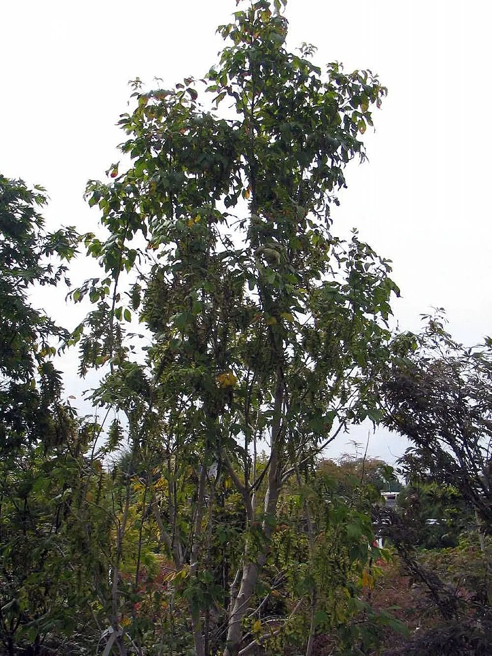 Siebolds Maple (Acer Sieboldianum) — This species typically reaches an adult height of 15 to 20 feet