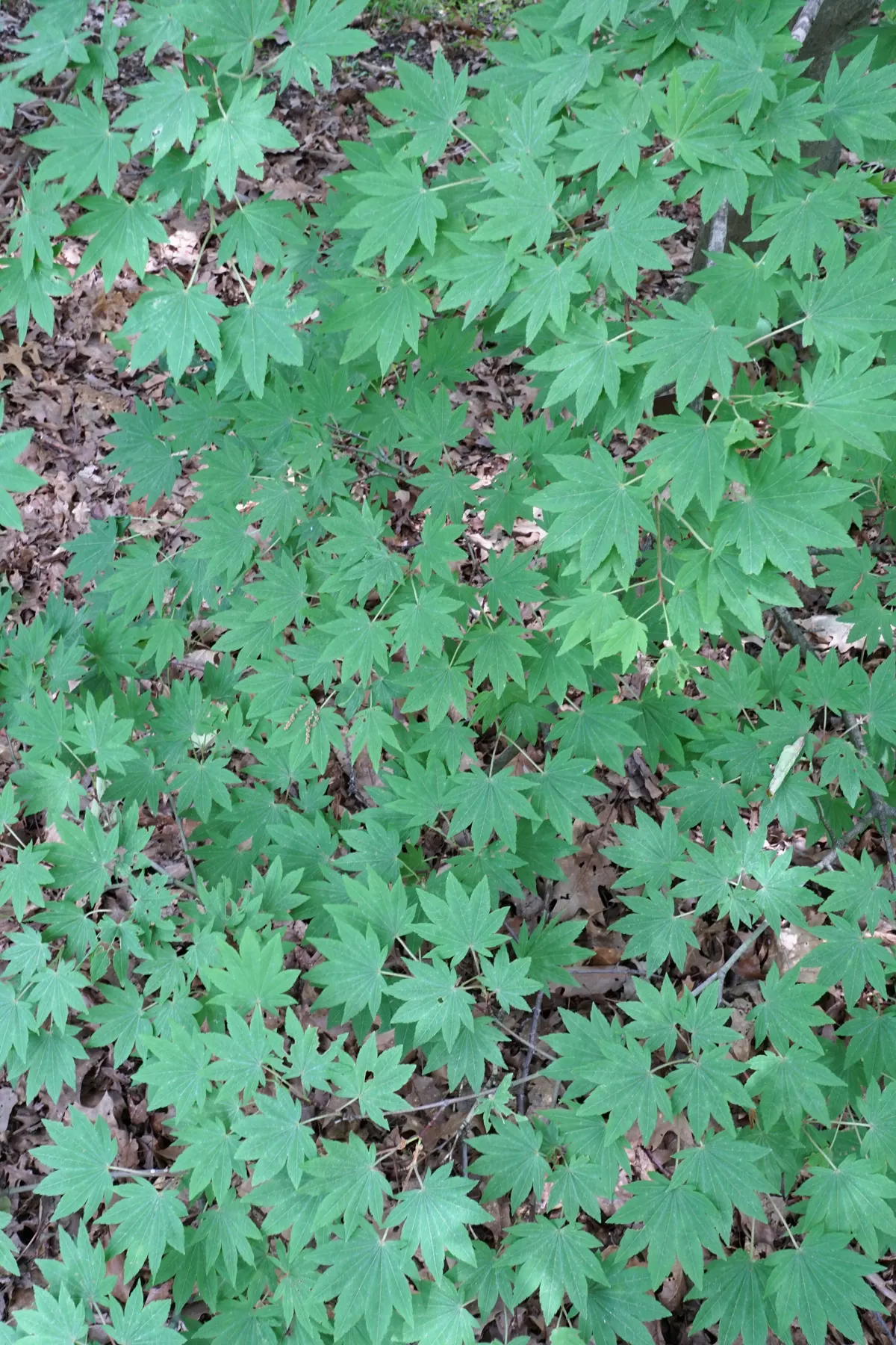 Siebolds Maple (Acer Sieboldianum) — The leaves are palmately lobed, usually with 7 to 9 serrated segments, and measure about 3 to 5 inches across