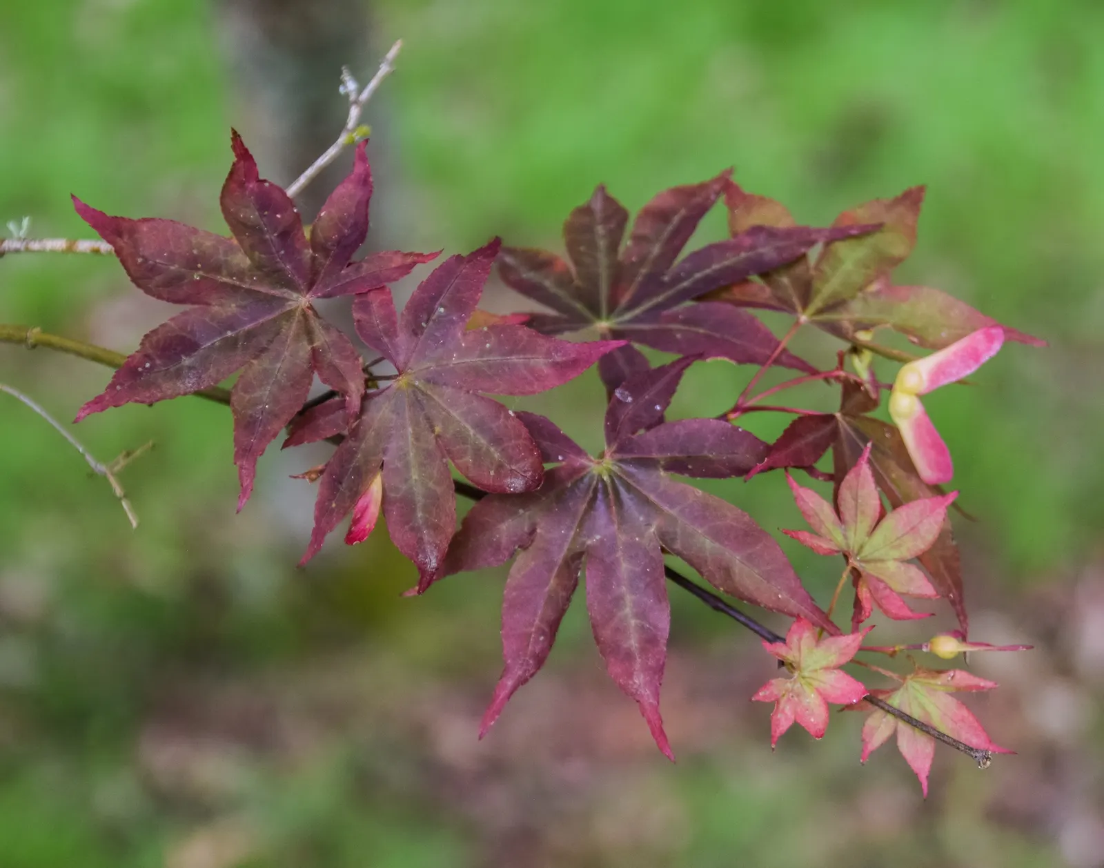 Siebolds Maple (Acer Sieboldianum) — inconspicuous spring flowers followed by winged samaras
