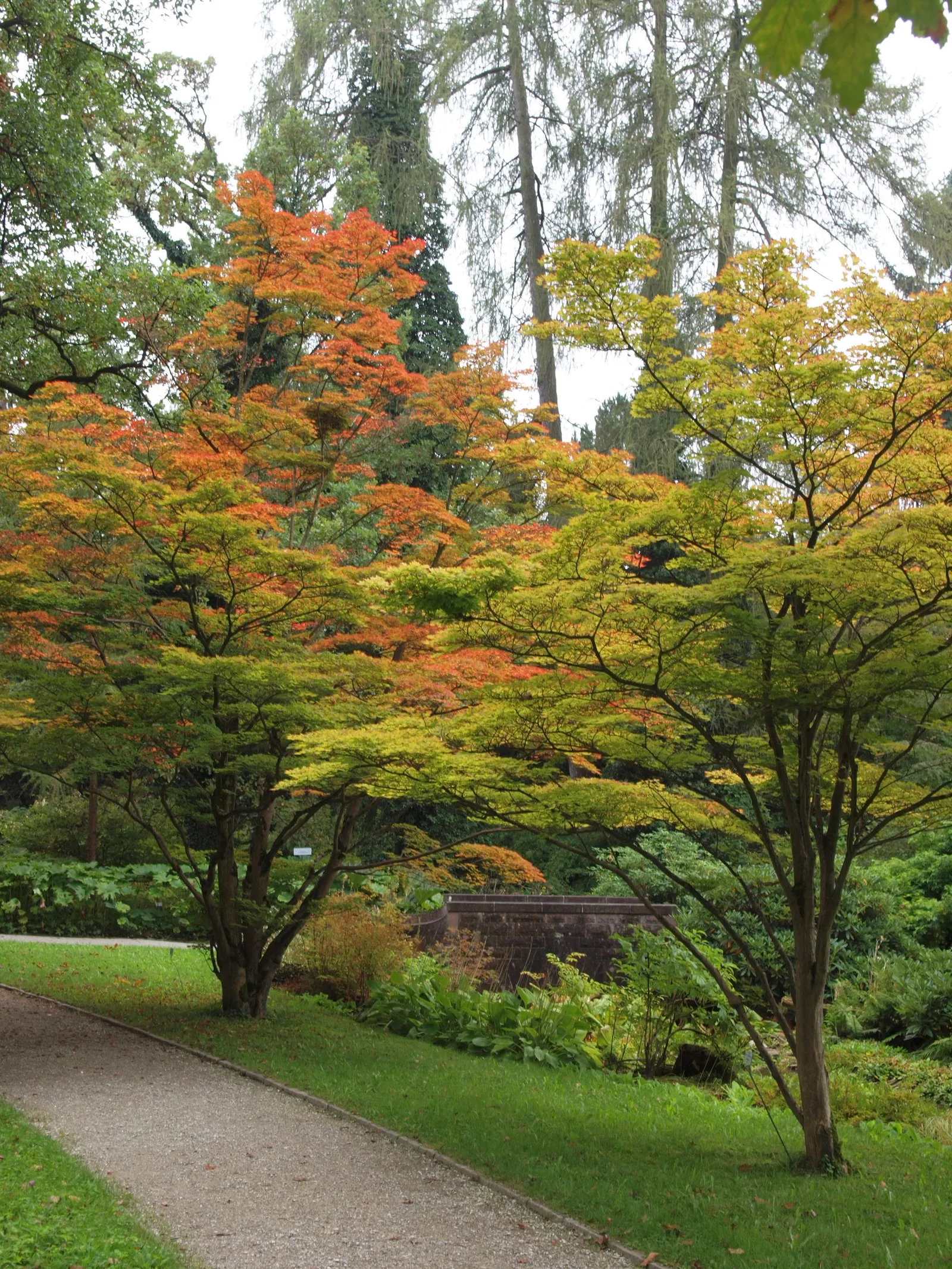 Siebolds Maple (Acer Sieboldianum) — Prefers well-drained soil and partial shade; is a captivating deciduous tree that hails from Japan
