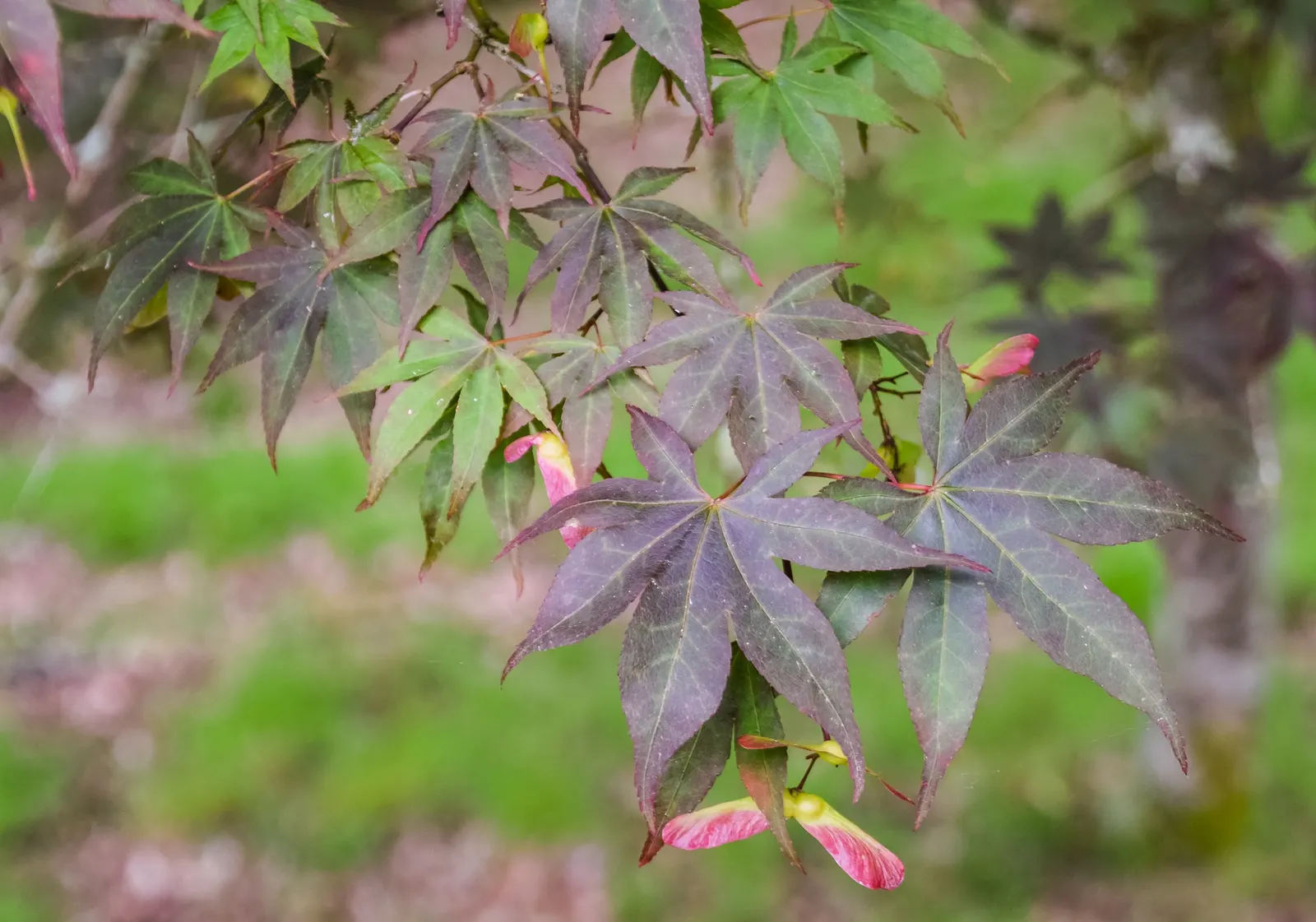 Siebolds Maple (Acer Sieboldianum) — is a small deciduous tree