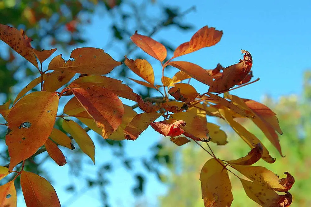 Siebolds Maple (Acer Sieboldianum) — commonly known as Siebold's Maple