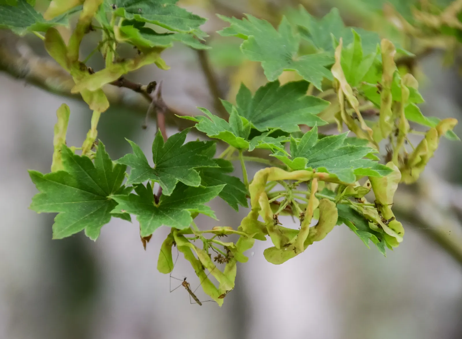 Siebolds Maple (Acer Sieboldianum) — slightly acidic soils with moderate moisture