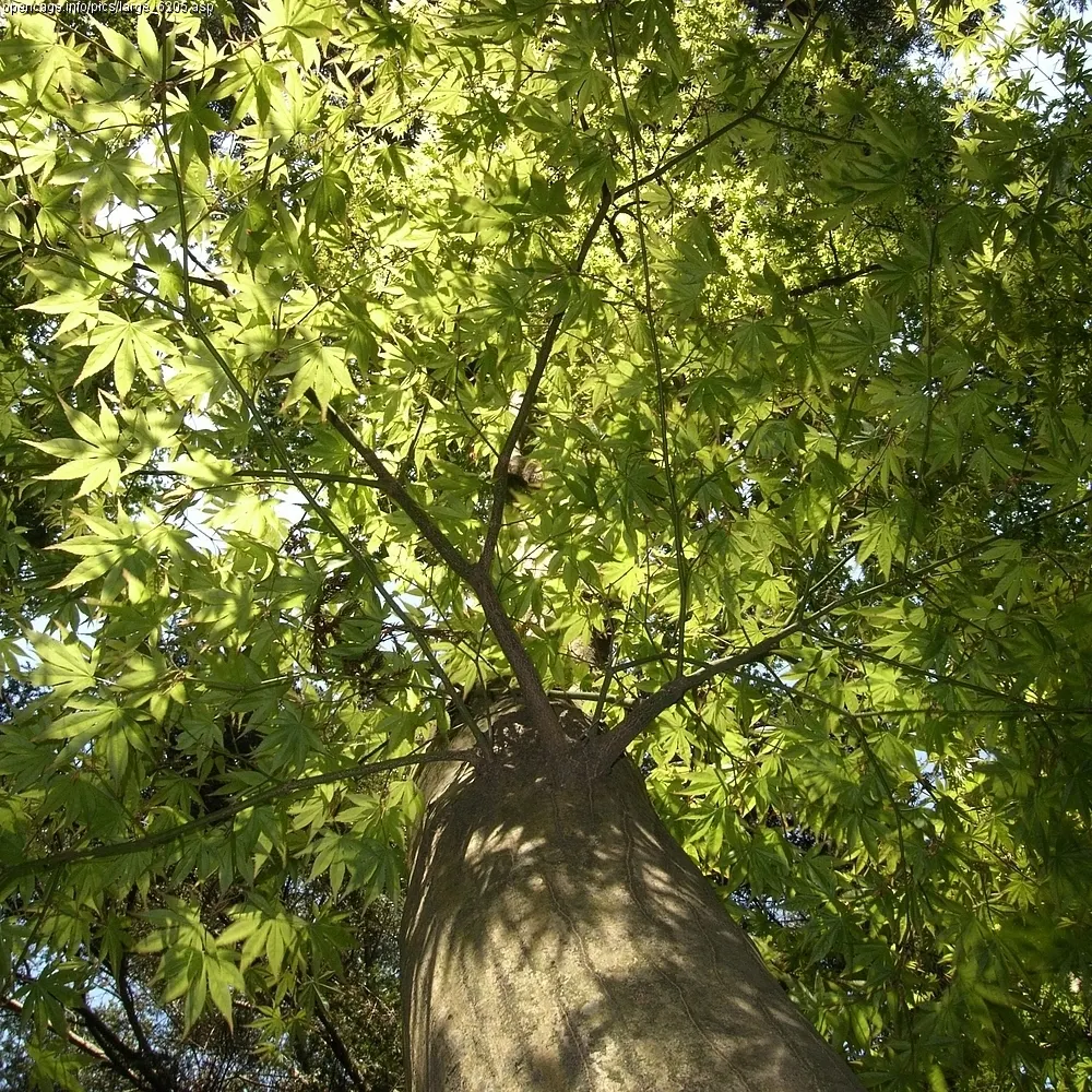 Siebolds Maple (Acer Sieboldianum) — It prefers a location in full sun to partial shade and is hardy in USDA zones 4 through 7