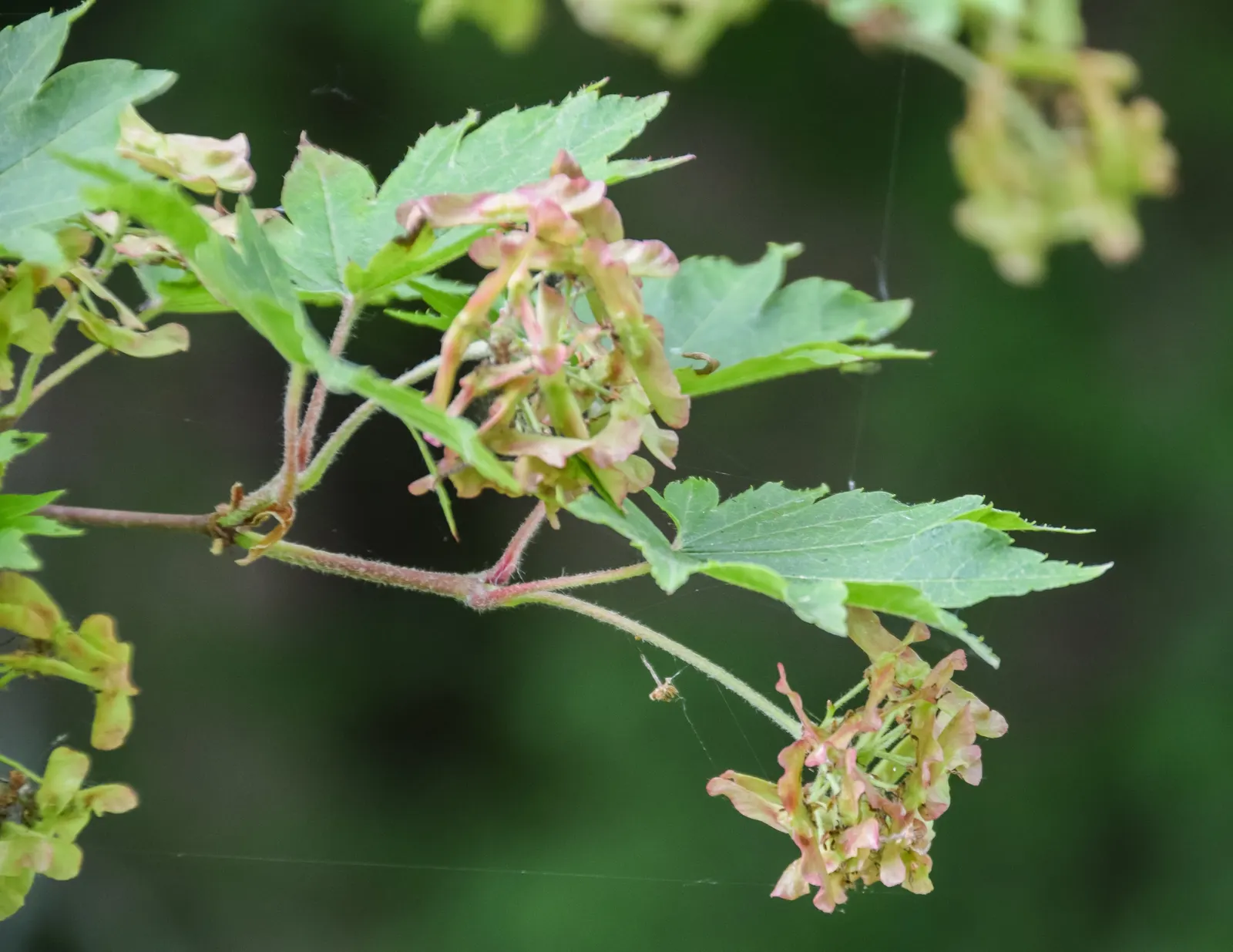 Siebolds Maple (Acer Sieboldianum) — Siebold's Maple leaves transition from a rich green to a spectacular array of yellows