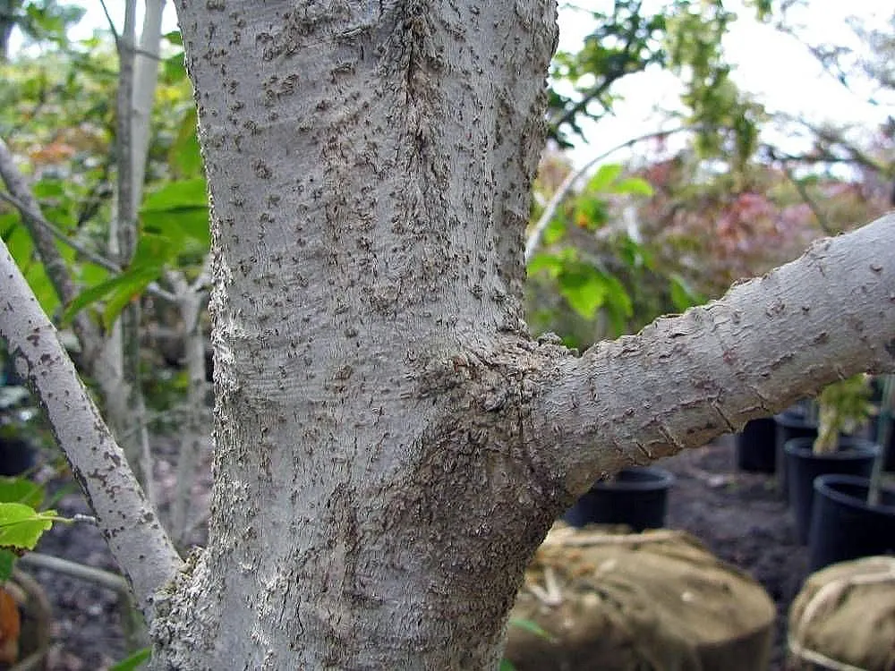Siebolds Maple (Acer Sieboldianum) — offering a picturesque elegance to any landscape design
