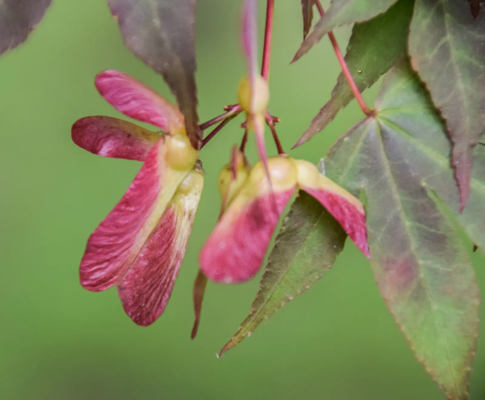 Siebolds Maple (Acer Sieboldianum) — making it an aesthetically pleasing and practical addition to landscape designs