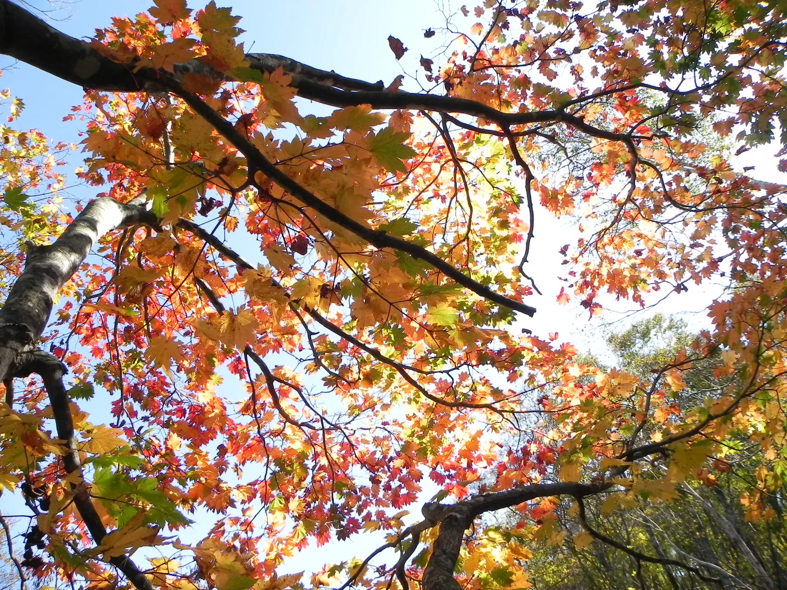 Siebolds Maple (Acer Sieboldianum) — is a small deciduous tree; inconspicuous spring flowers followed by winged samaras