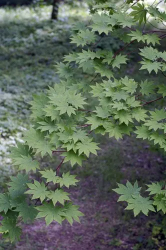 Siebolds Maple (Acer Sieboldianum) — It boasts palmate leaves that turn vibrant shades of red and orange in fall; slightly acidic soils with moderate moisture