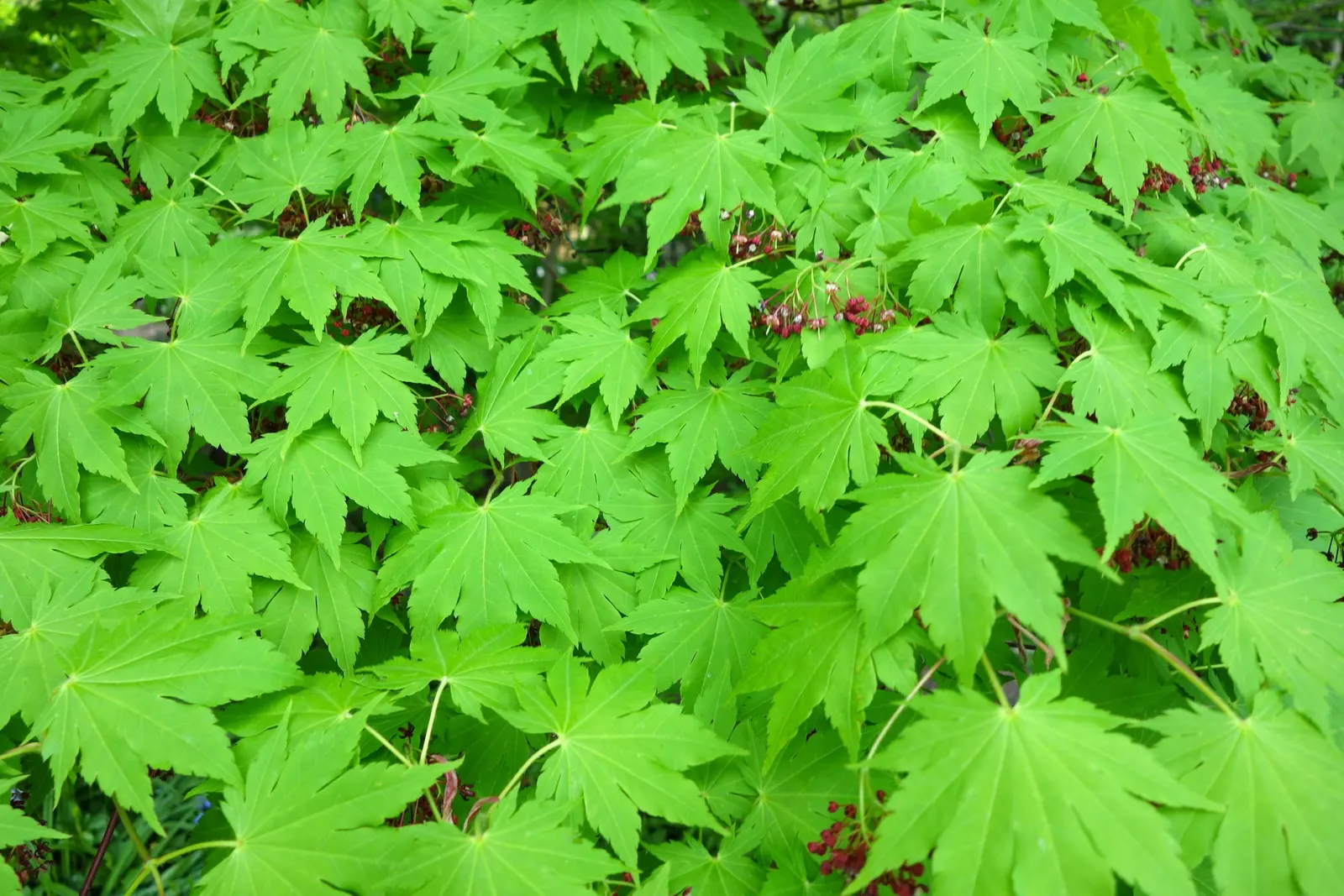 Siebolds Maple (Acer Sieboldianum) — Siebold's Maple requires occasional pruning to maintain its shape and overall health