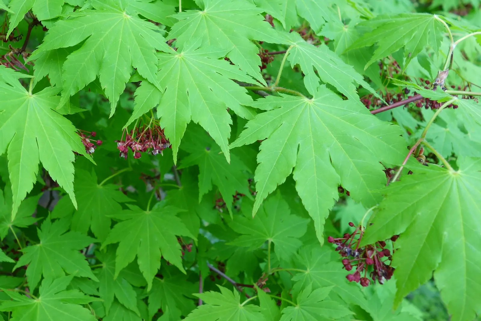 Siebolds Maple (Acer Sieboldianum) — able to withstand minimum temperatures of -30 to -20 degrees Fahrenheit