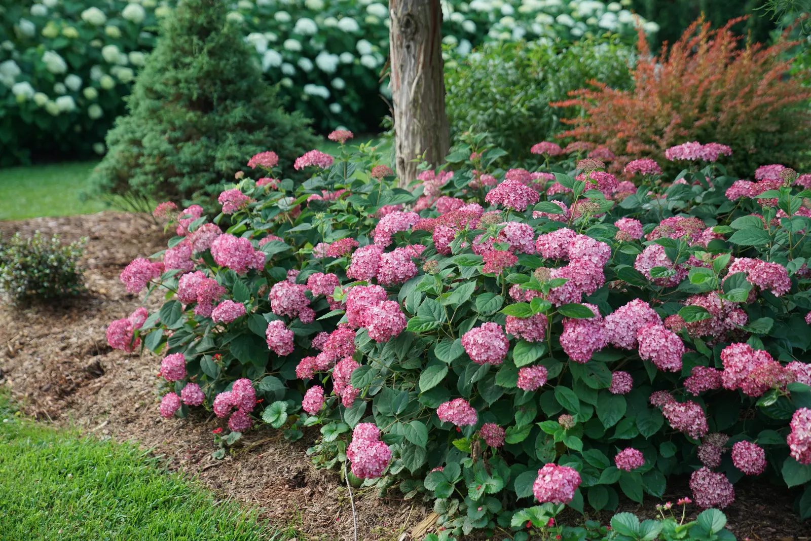 Ruby Smooth hydrangea (Hydrangea arborescens) — just as the new growth begins to emerge on stems
