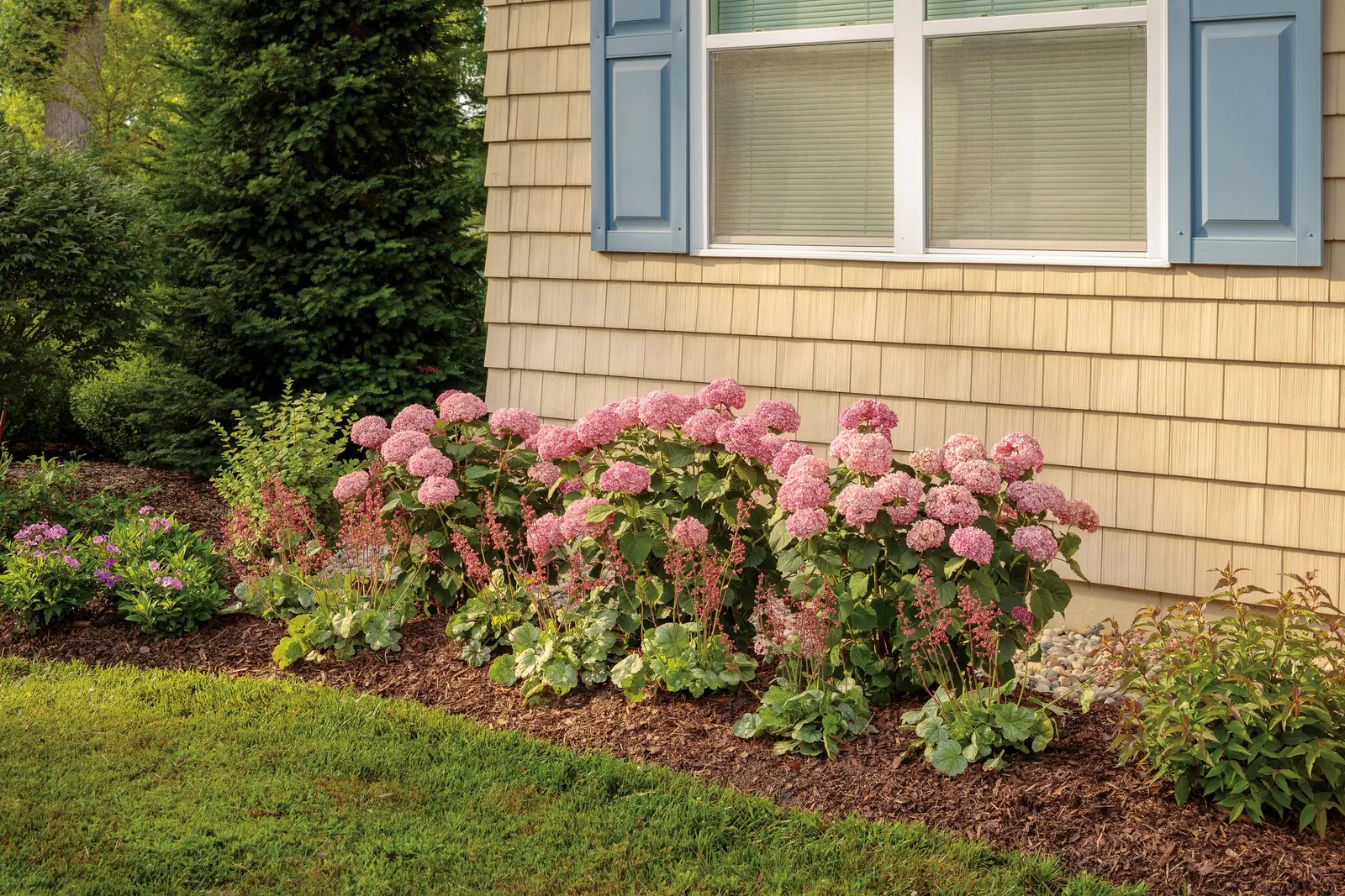 Proud Berry® Pink Coralberry (Symphoricarpos sp.) — and plump dark pink berries in fall