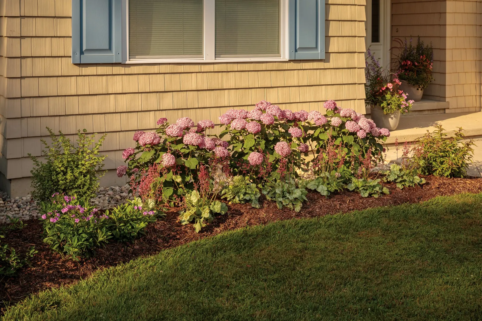 Proud Berry® Pink Coralberry (Symphoricarpos sp.) — Best in full sun to part sun with average