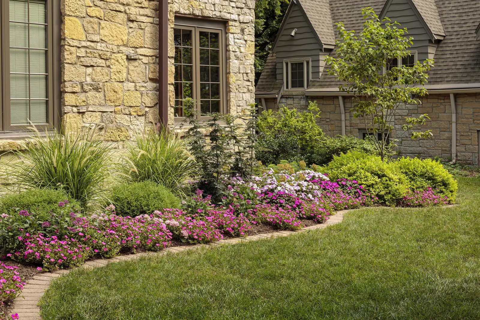 Lavender Egyptian Star Flower (Pentas lanceolata) — commonly referred to as Lavender Egyptian Star Flower